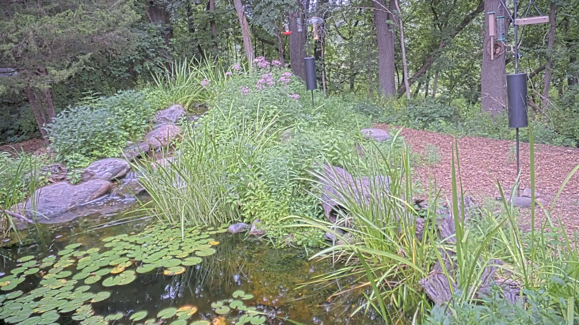 Bloomington, Richardson Nature Center Live Cam – Bloomington, Hennepin, Minnesota, USA