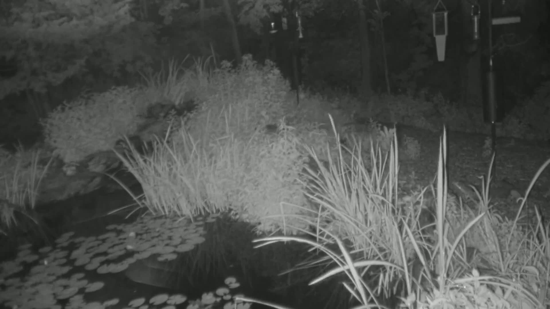A nighttime, grayscale image shows tall grasses and lily pads surrounding a dark pond in a wooded area.