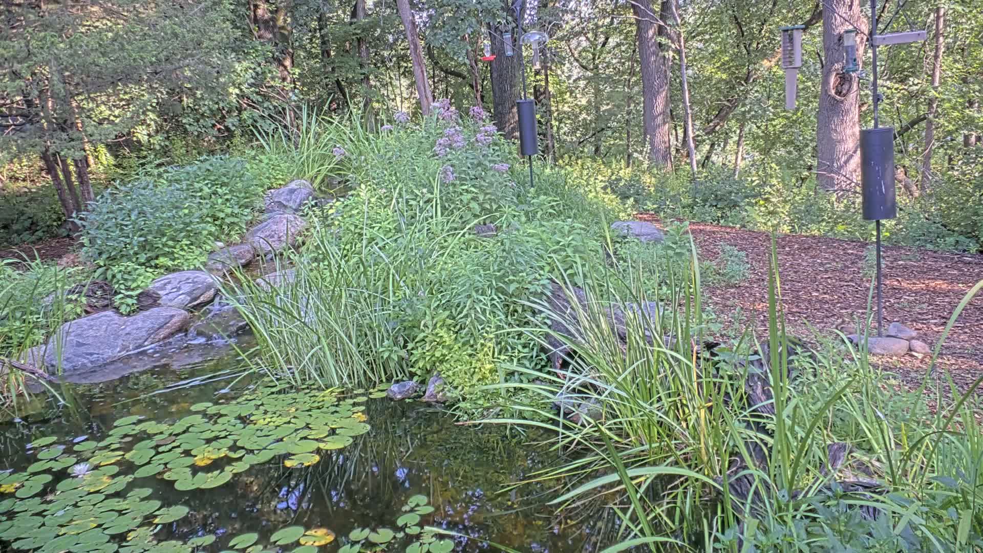 Bloomington, Richardson Nature Center Live Cam – Bloomington, Hennepin, Minnesota, USA