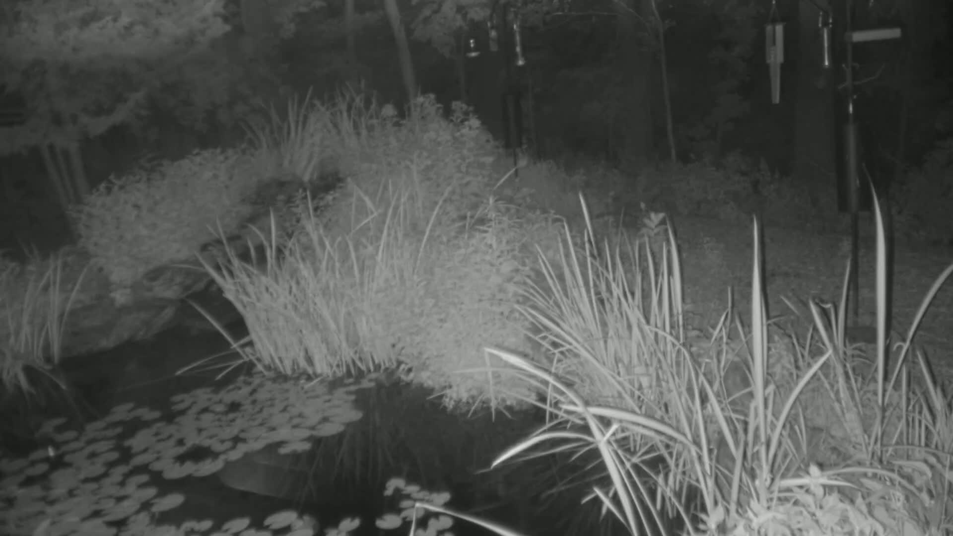 A nighttime, grayscale image shows tall grasses and lily pads surrounding a dark pond in a wooded area.