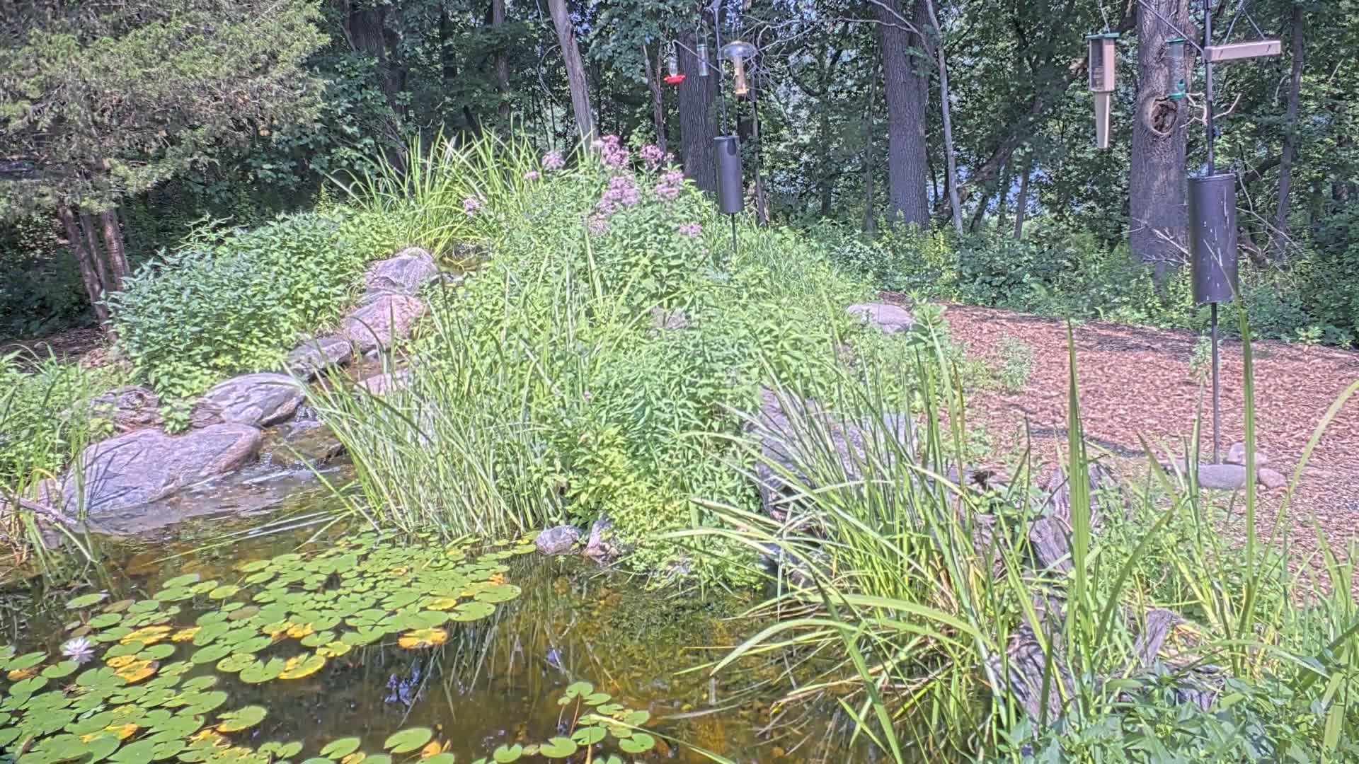 Bloomington, Richardson Nature Center Live Cam – Bloomington, Hennepin, Minnesota, USA