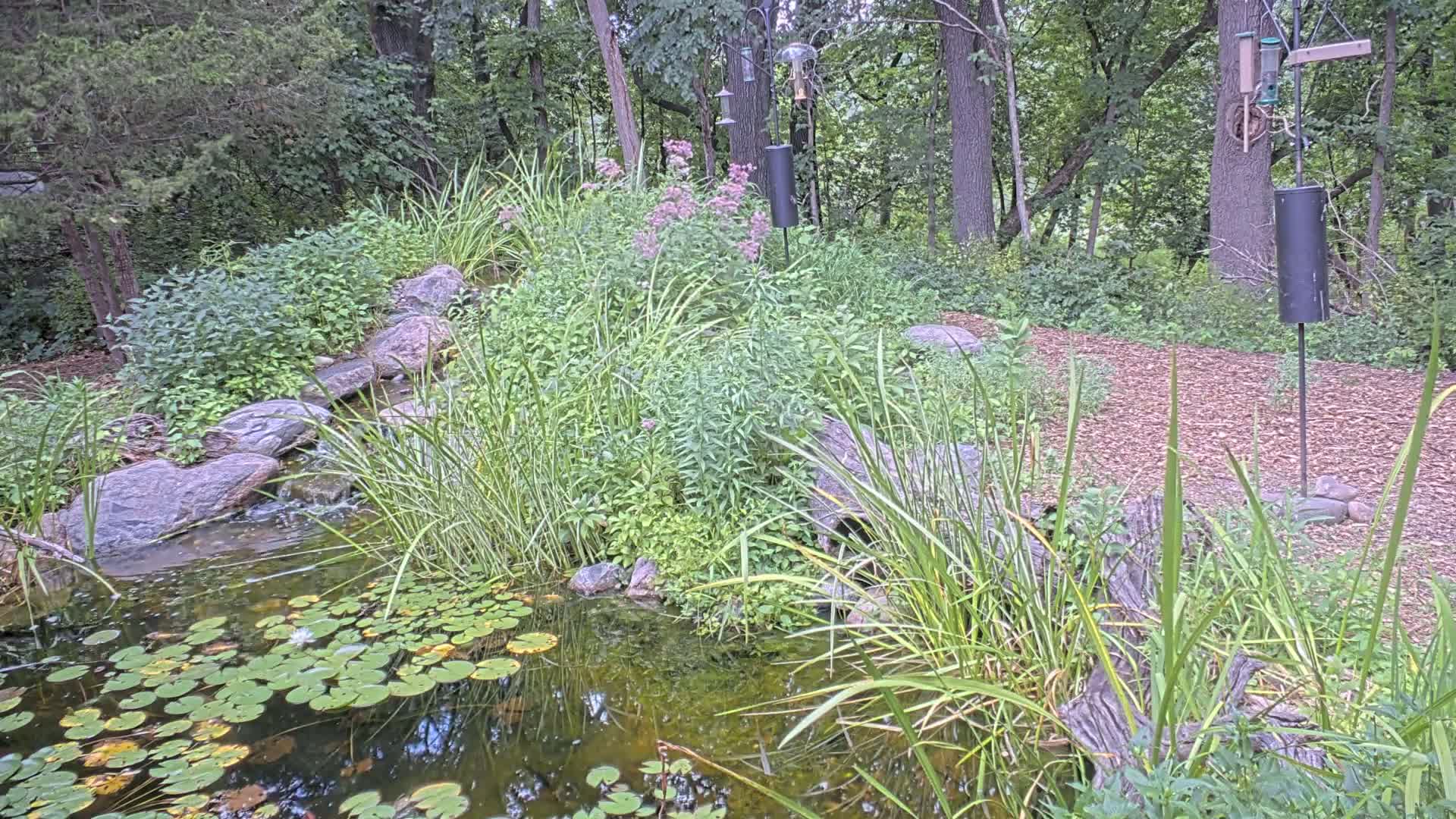 Bloomington, Richardson Nature Center Live Cam – Bloomington, Hennepin, Minnesota, USA