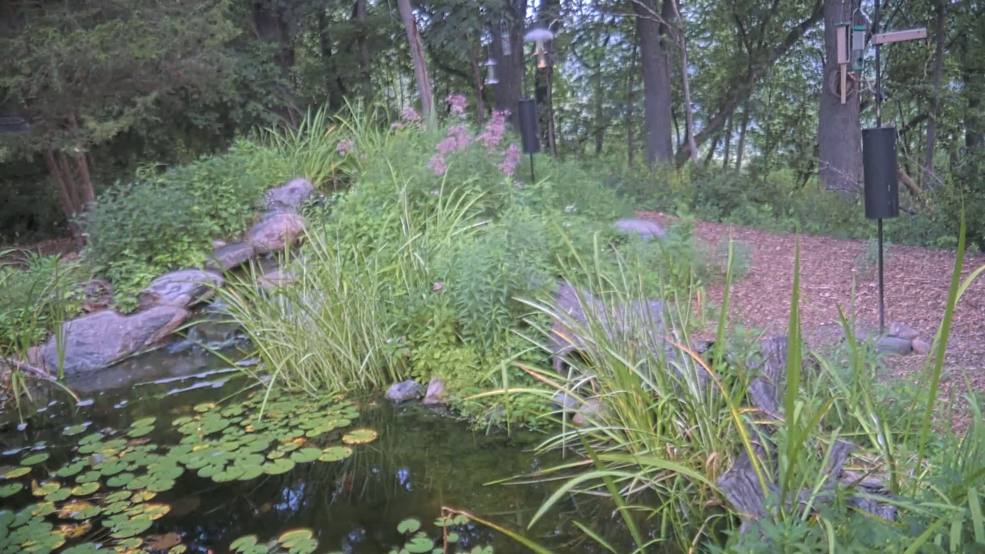 Bloomington, Richardson Nature Center Live Cam – Bloomington, Hennepin, Minnesota, USA