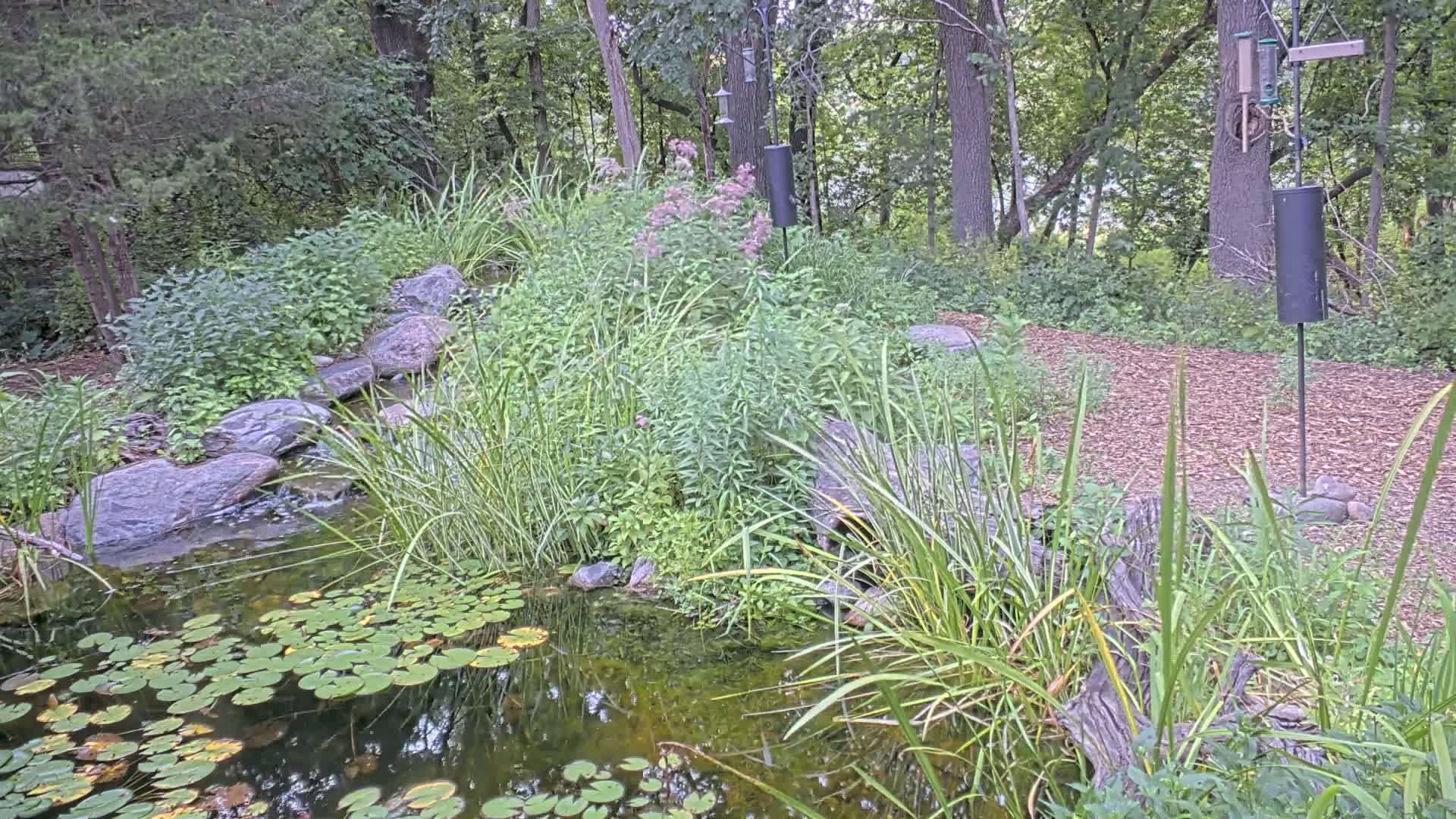 Bloomington, Richardson Nature Center Live Cam – Bloomington, Hennepin, Minnesota, USA