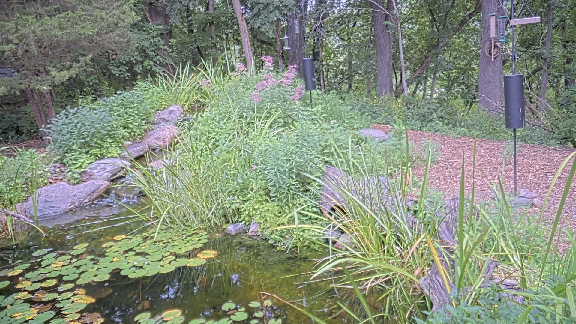Bloomington, Richardson Nature Center Live Cam – Bloomington, Hennepin, Minnesota, USA