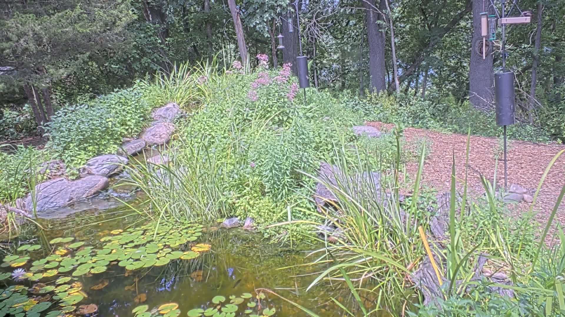 Bloomington, Richardson Nature Center Live Cam – Bloomington, Hennepin, Minnesota, USA