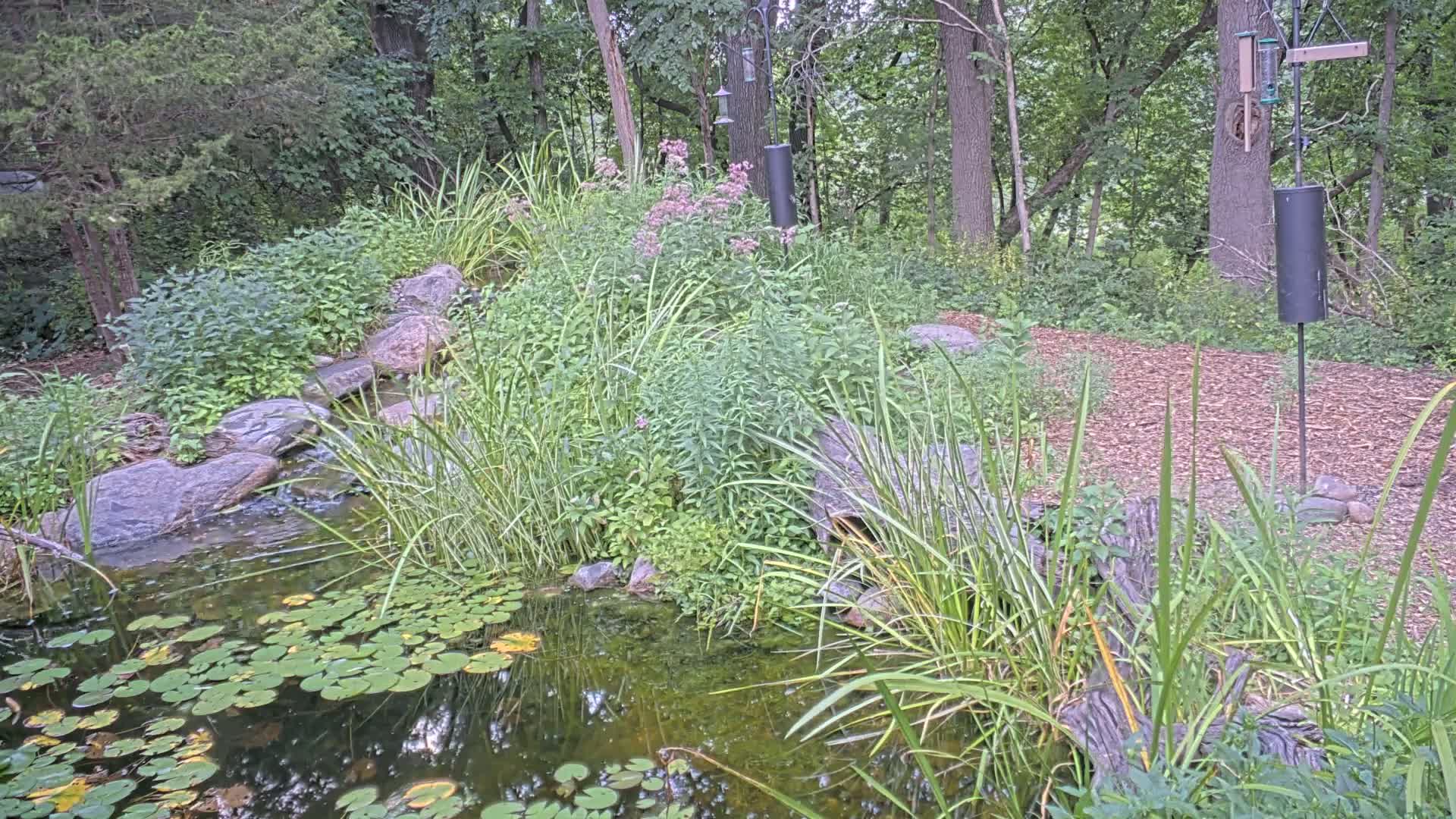 Bloomington, Richardson Nature Center Live Cam – Bloomington, Hennepin, Minnesota, USA