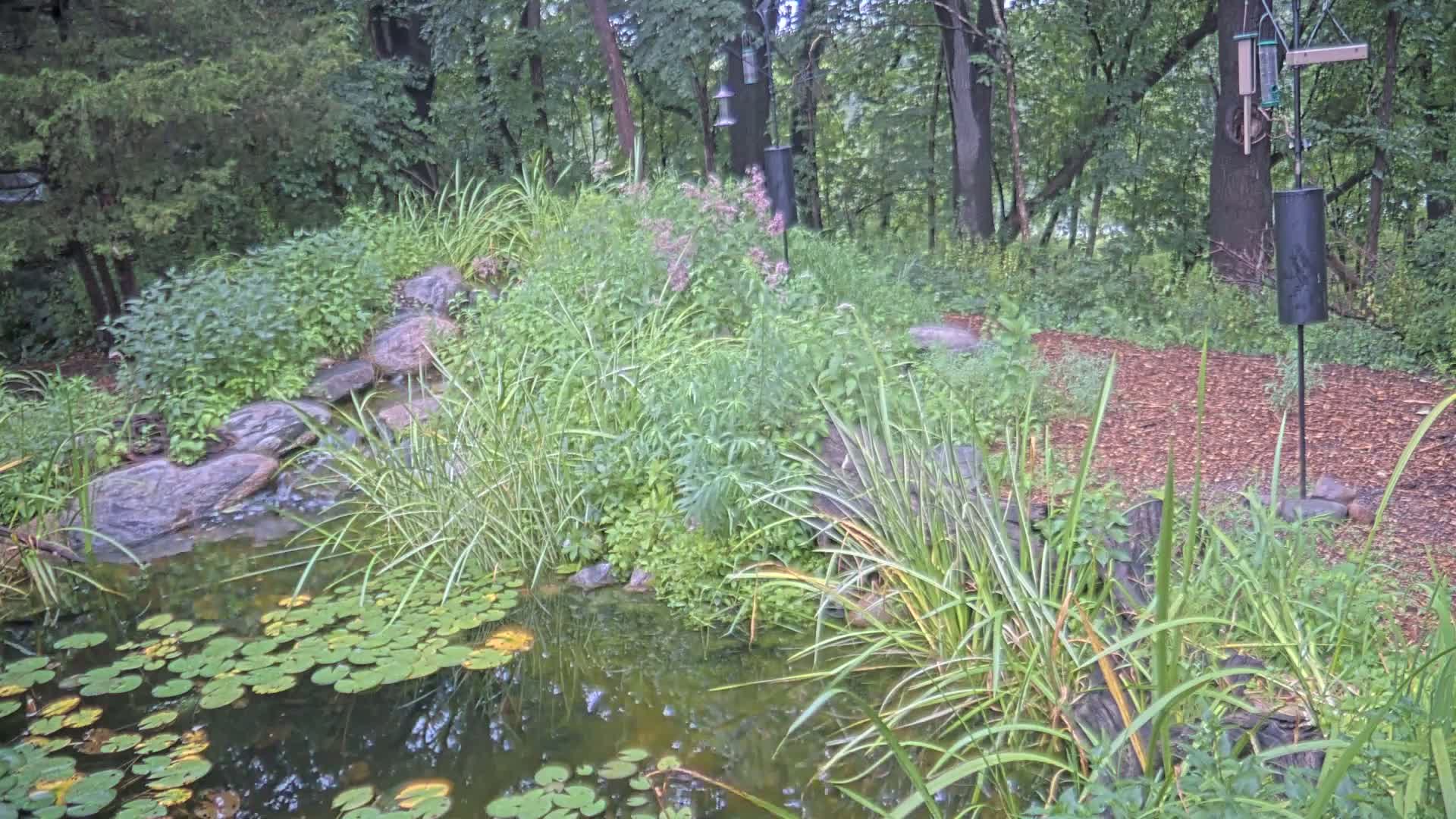 Bloomington, Richardson Nature Center Live Cam – Bloomington, Hennepin, Minnesota, USA