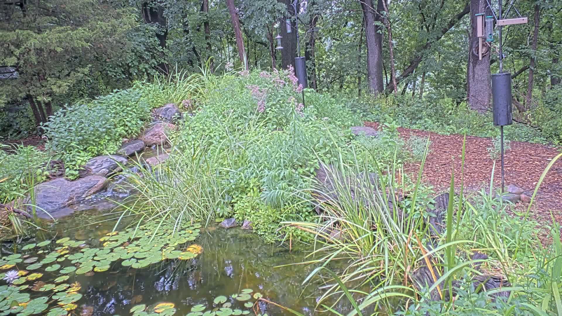 Bloomington, Richardson Nature Center Live Cam – Bloomington, Hennepin, Minnesota, USA