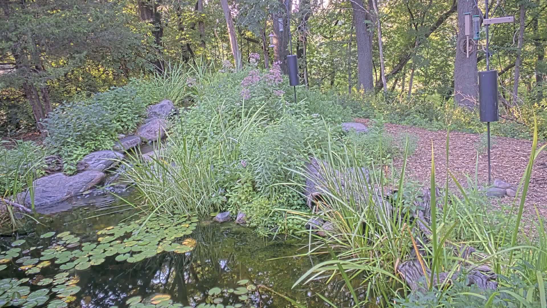 Bloomington, Richardson Nature Center Live Cam – Bloomington, Hennepin, Minnesota, USA