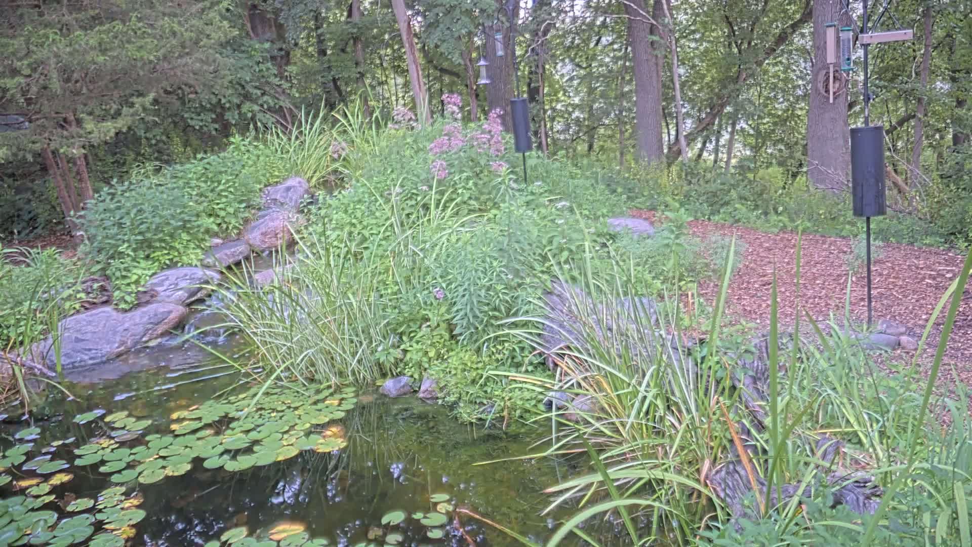 Bloomington, Richardson Nature Center Live Cam – Bloomington, Hennepin, Minnesota, USA