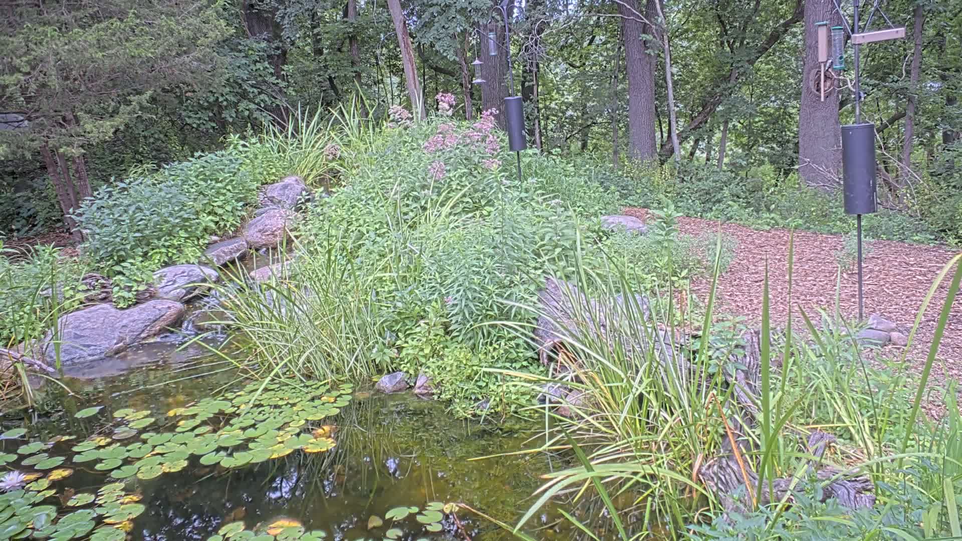 Bloomington, Richardson Nature Center Live Cam – Bloomington, Hennepin, Minnesota, USA