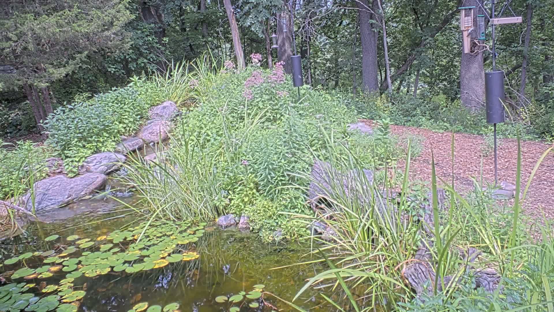 Bloomington, Richardson Nature Center Live Cam – Bloomington, Hennepin, Minnesota, USA