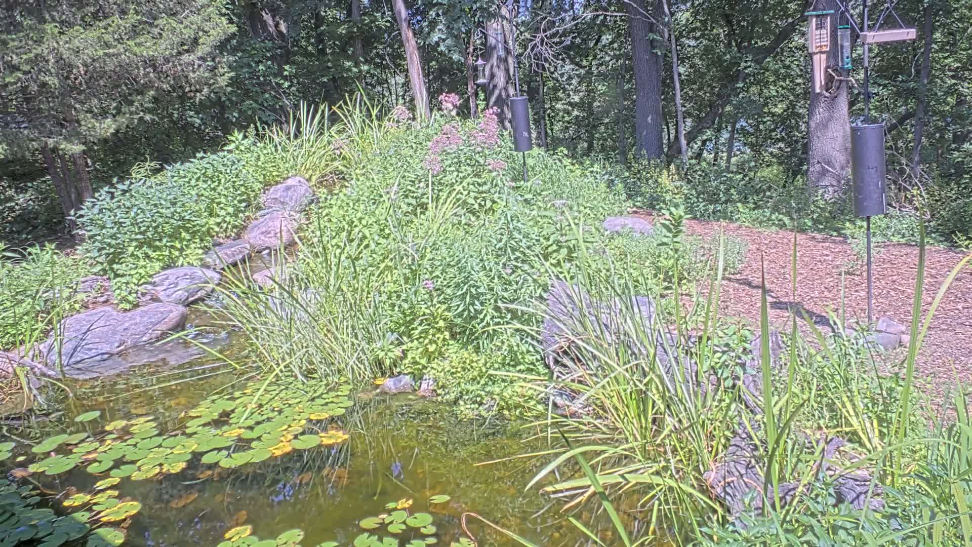 Bloomington, Richardson Nature Center Live Cam – Bloomington, Hennepin, Minnesota, USA