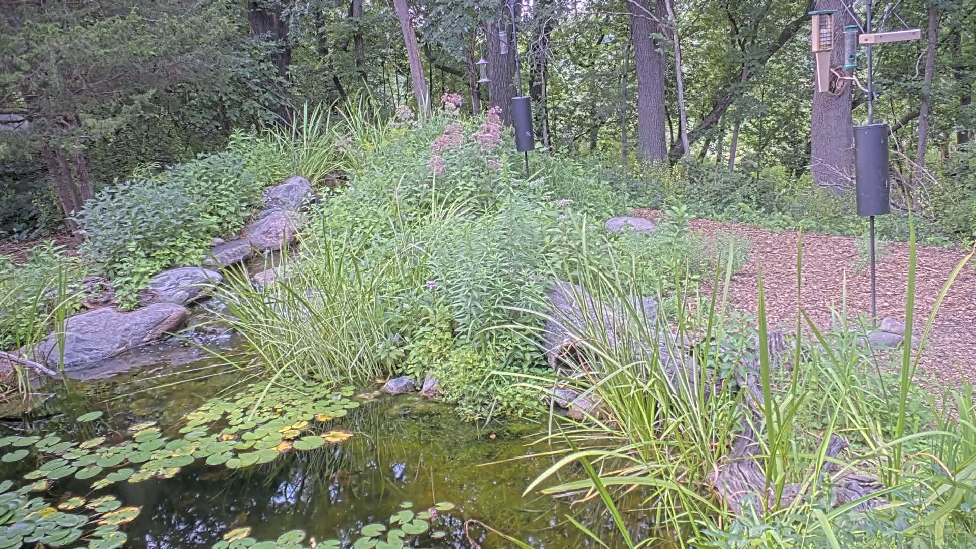 Bloomington, Richardson Nature Center Live Cam – Bloomington, Hennepin, Minnesota, USA