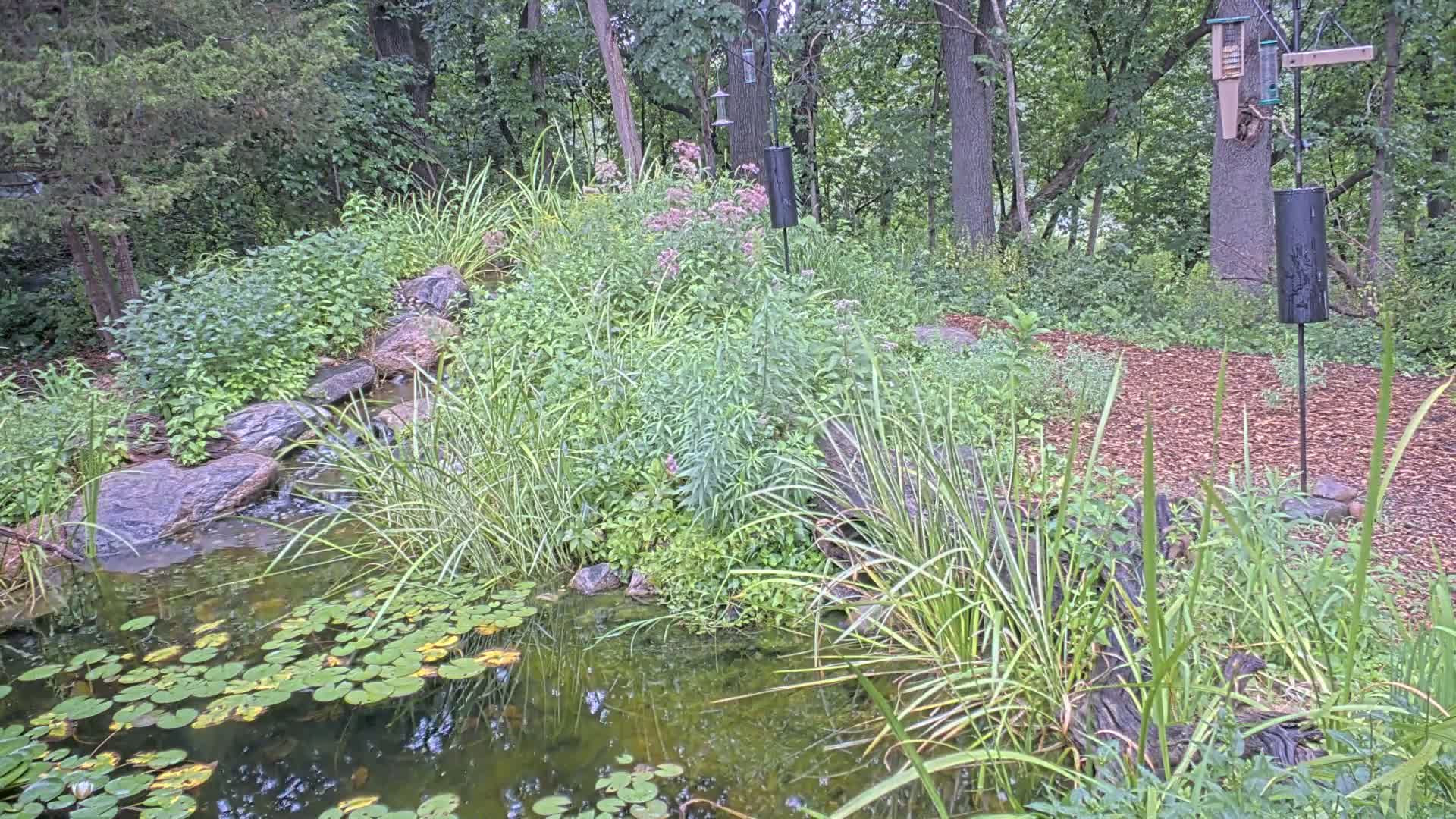 Bloomington, Richardson Nature Center Live Cam – Bloomington, Hennepin, Minnesota, USA