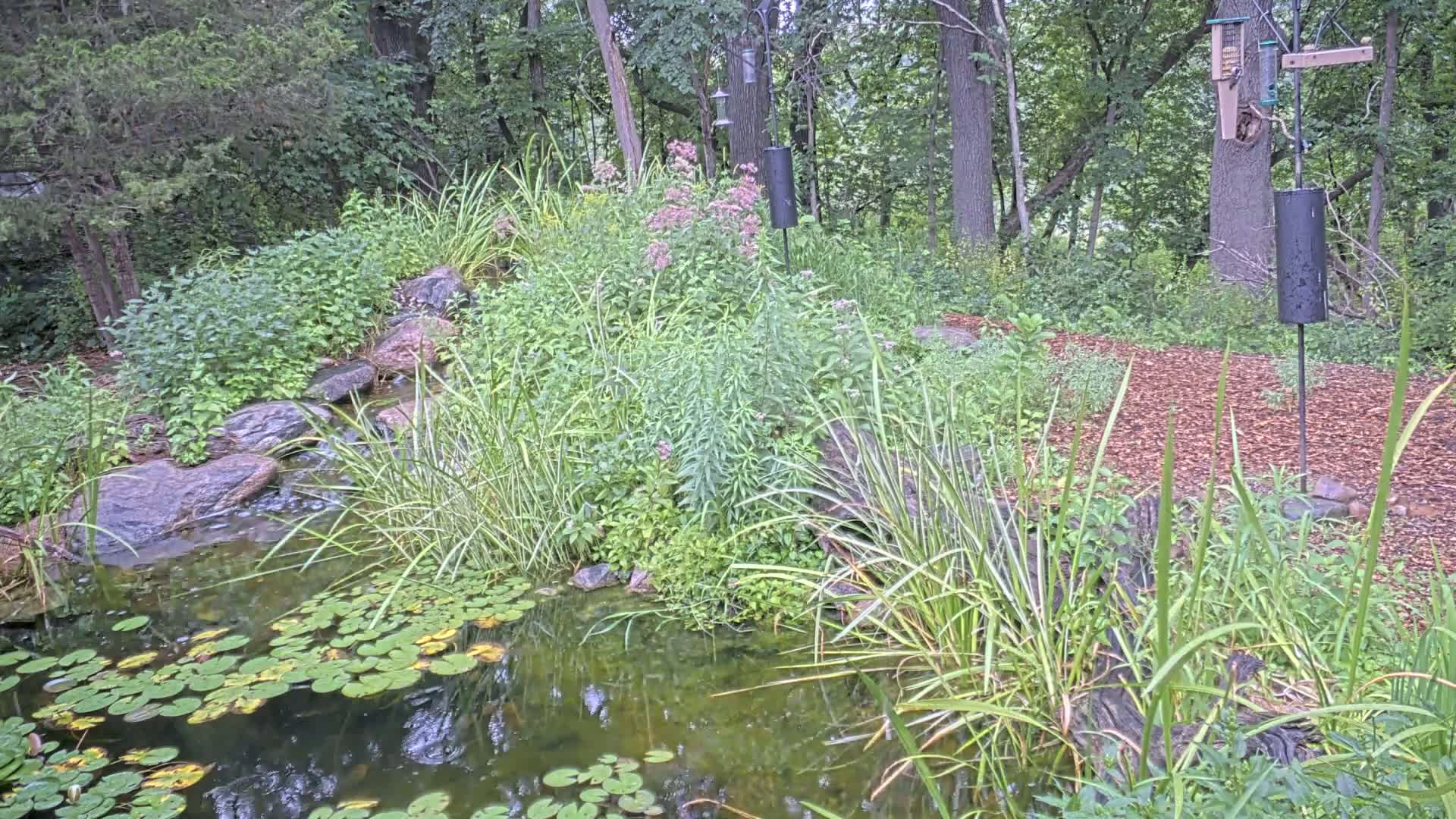 Bloomington, Richardson Nature Center Live Cam – Bloomington, Hennepin, Minnesota, USA