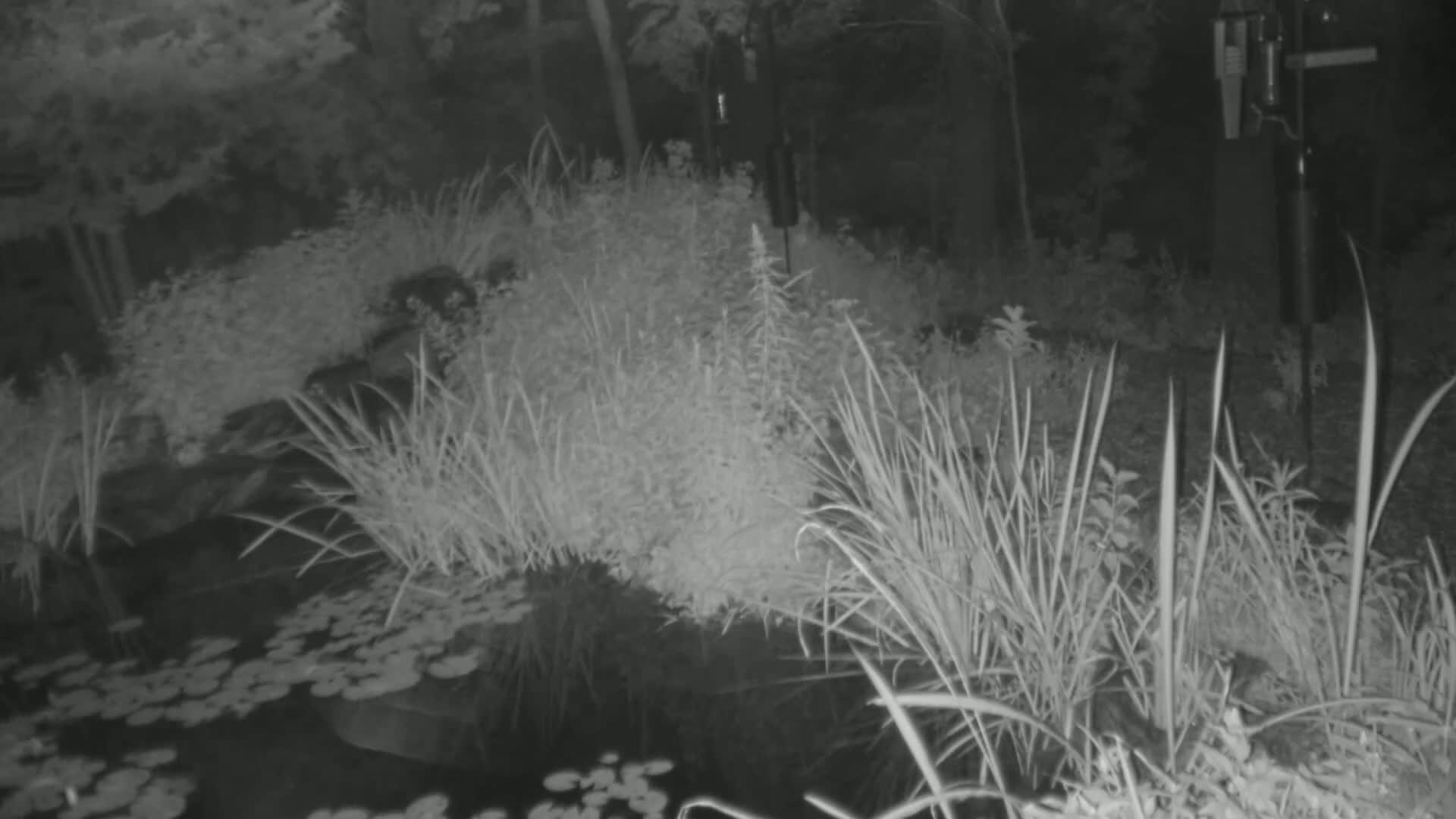 A nighttime, grayscale image shows tall grasses and lily pads surrounding a dark pond in a wooded area.