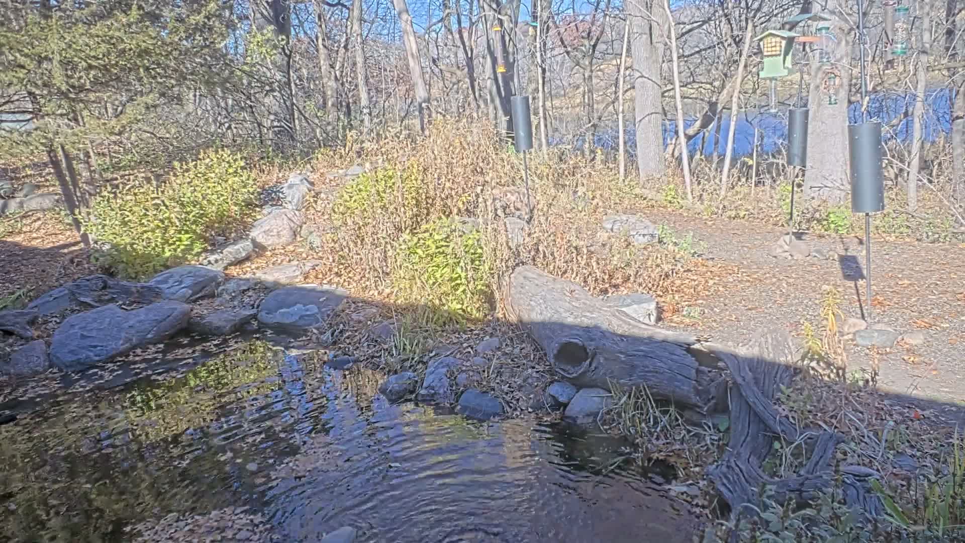 Bloomington, Richardson Nature Center Live Cam – Bloomington, Hennepin, Minnesota, USA