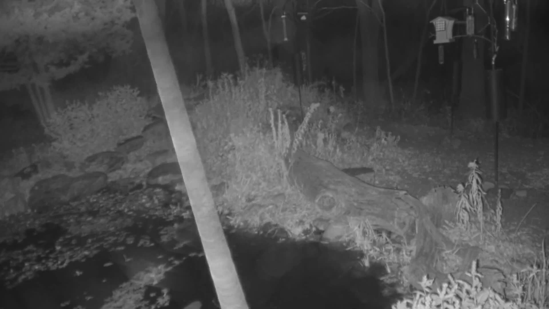 A calm, clear black and white nighttime view shows a stream and rocky bank in the foreground, leading into a wooded area with dense foliage, a large fallen log, and several bird feeders hanging from branches or poles.
