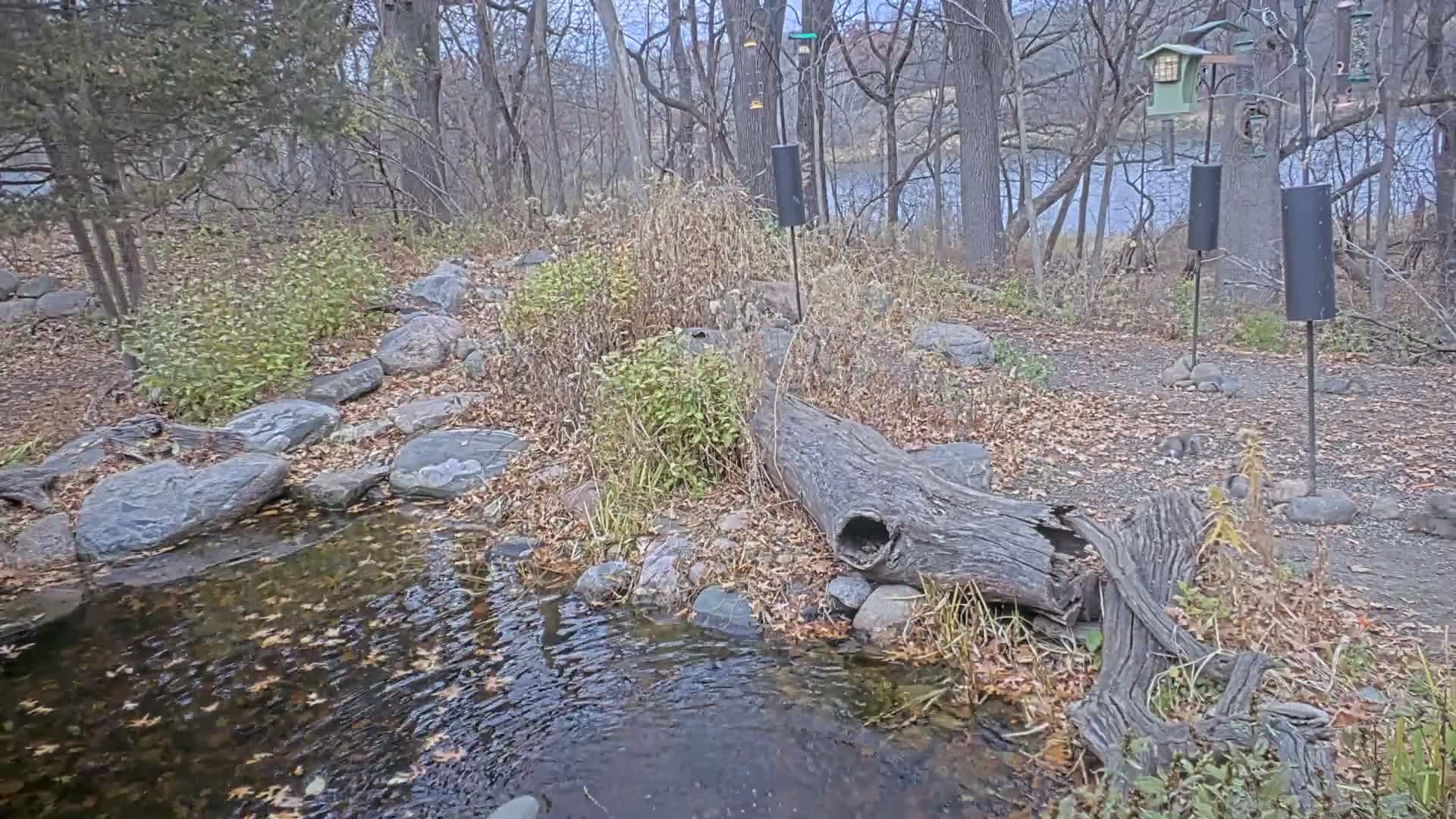 Bloomington, Richardson Nature Center Live Cam – Bloomington, Hennepin, Minnesota, USA