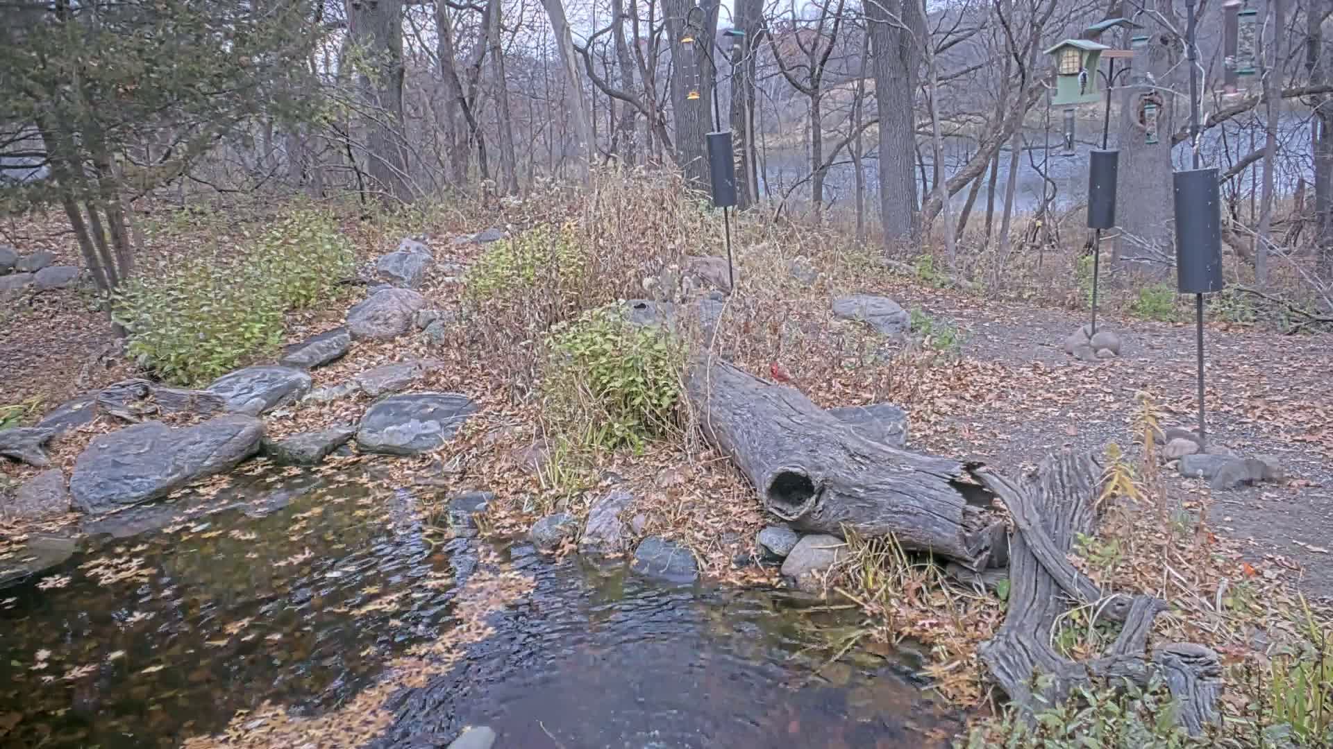 A calm, clear black and white nighttime view shows a stream and rocky bank in the foreground, leading into a wooded area with dense foliage, a large fallen log, and several bird feeders hanging from branches or poles.