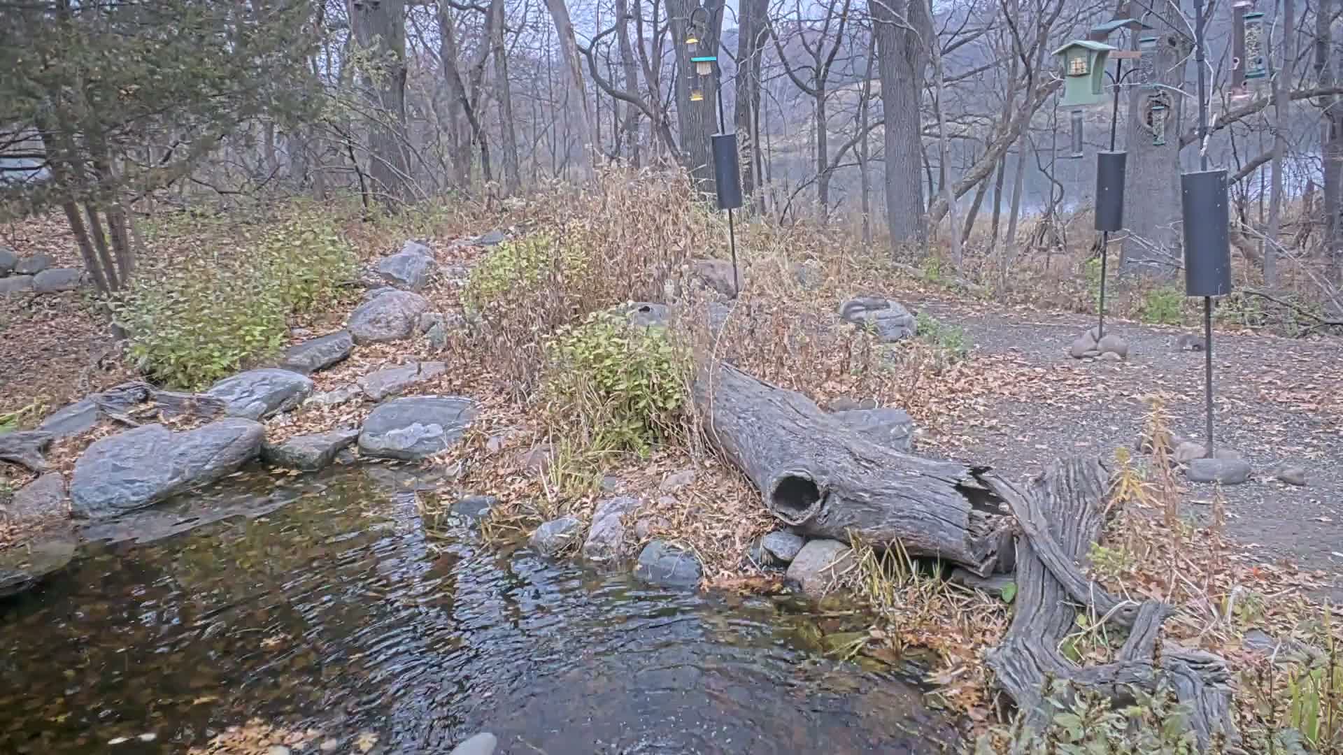 Bloomington, Richardson Nature Center Live Cam – Bloomington, Hennepin, Minnesota, USA