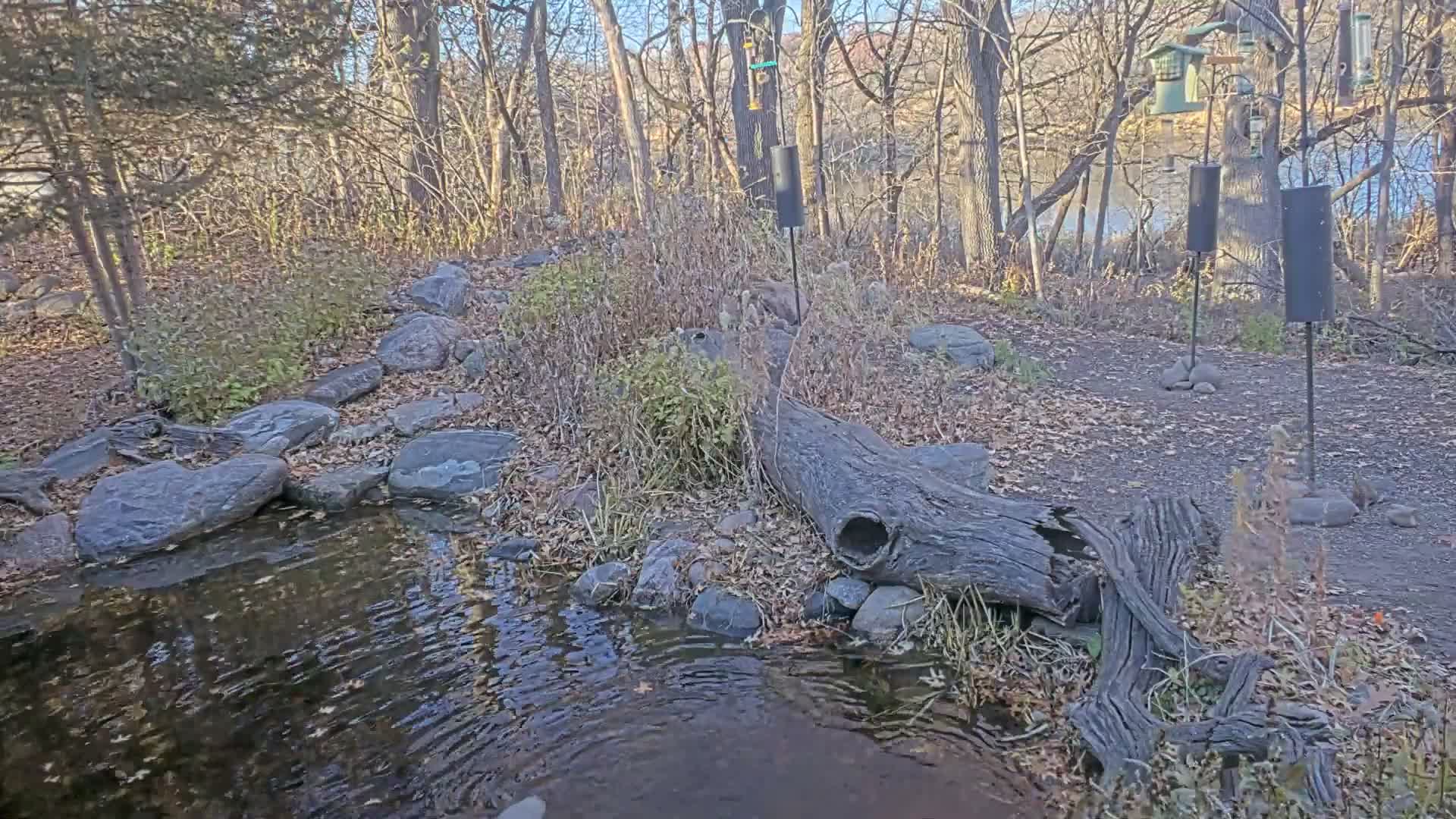 Bloomington, Richardson Nature Center Live Cam – Bloomington, Hennepin, Minnesota, USA