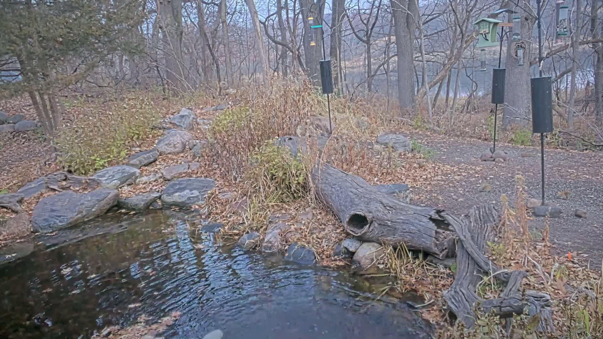 Bloomington, Richardson Nature Center Live Cam – Bloomington, Hennepin, Minnesota, USA
