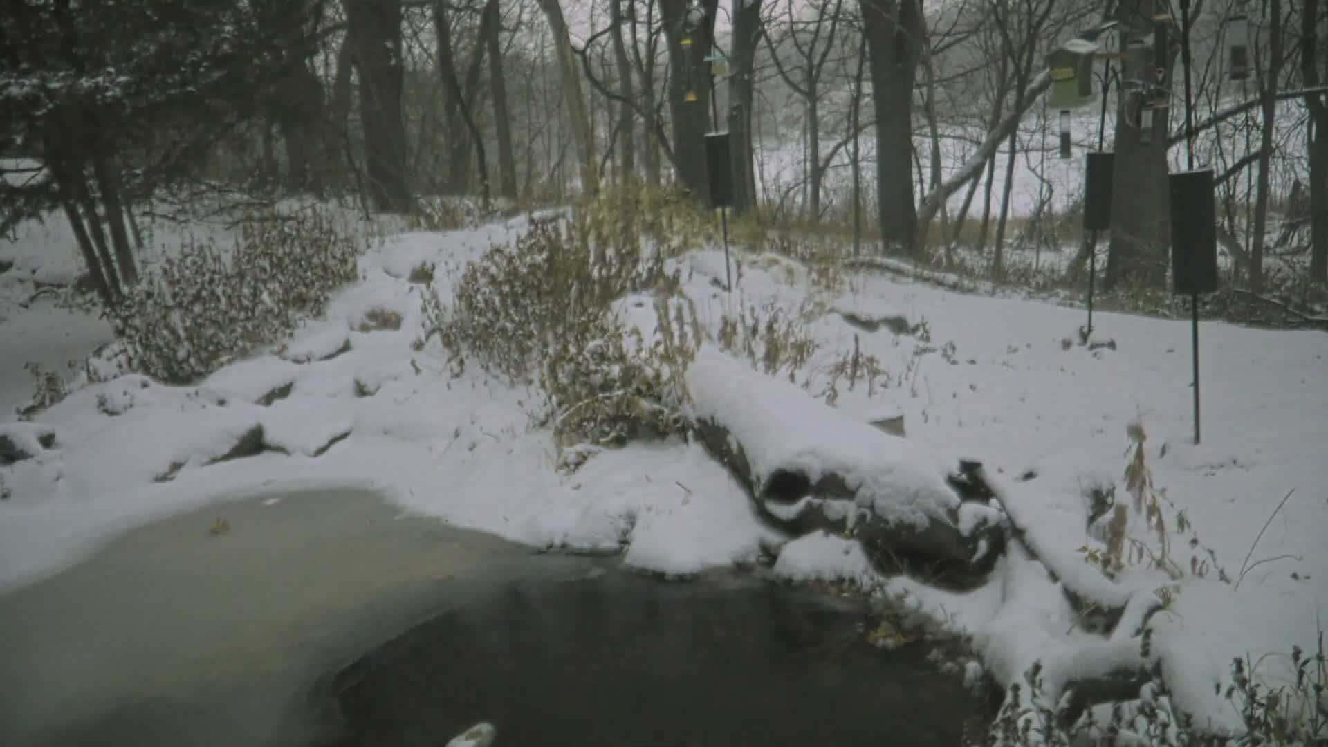 Bloomington, Richardson Nature Center Live Cam – Bloomington, Hennepin, Minnesota, USA