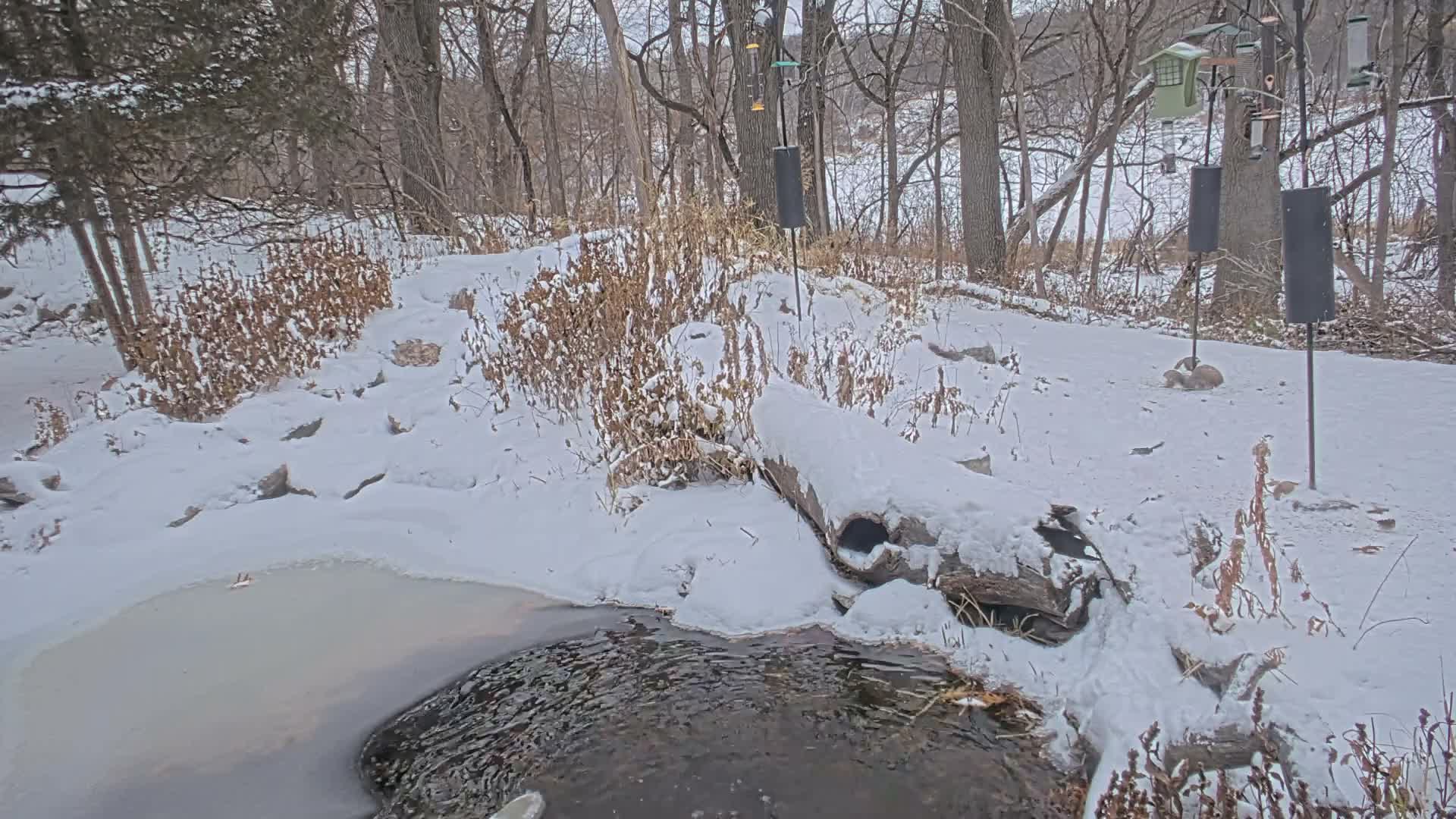 Bloomington, Richardson Nature Center Live Cam – Bloomington, Hennepin, Minnesota, USA