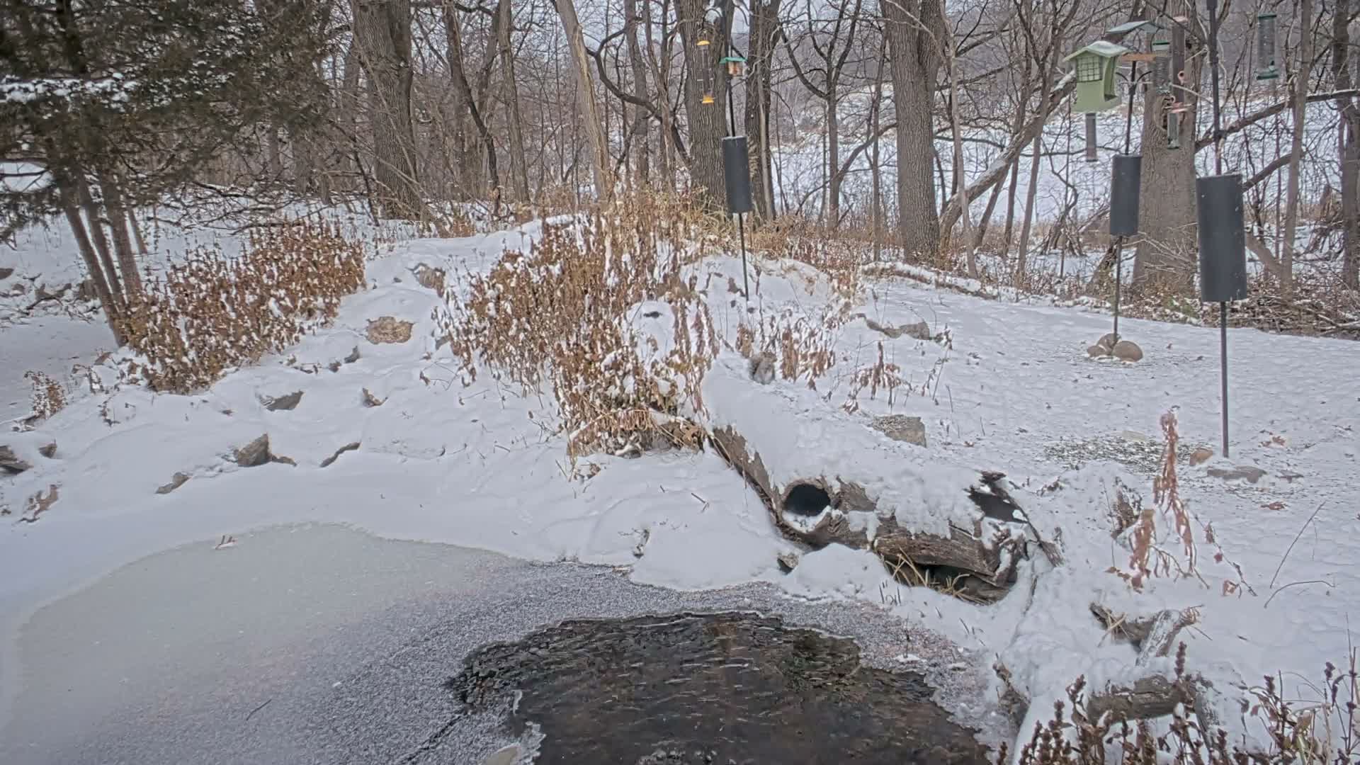 Bloomington, Richardson Nature Center Live Cam – Bloomington, Hennepin, Minnesota, USA