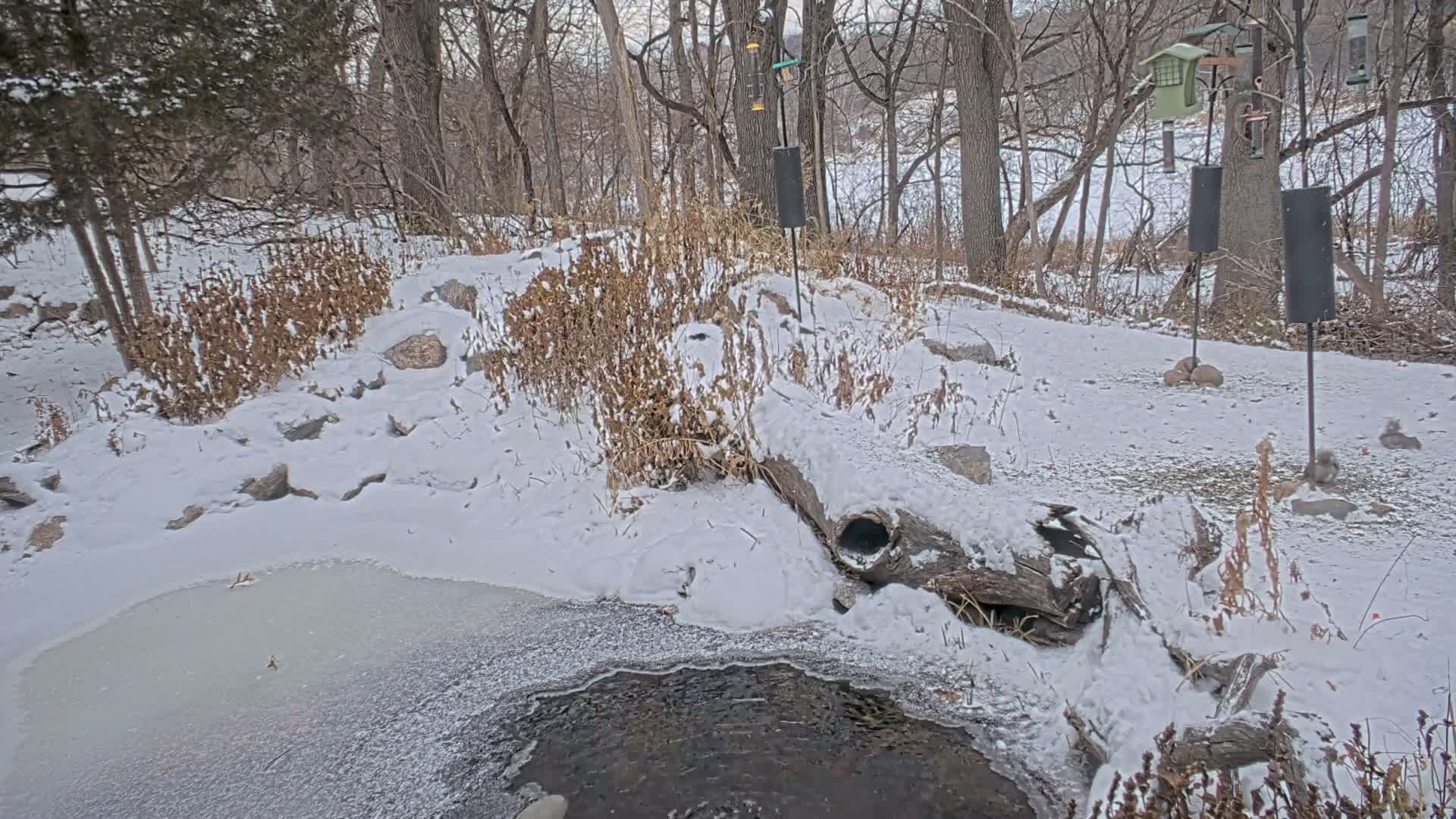 Bloomington, Richardson Nature Center Live Cam – Bloomington, Hennepin, Minnesota, USA