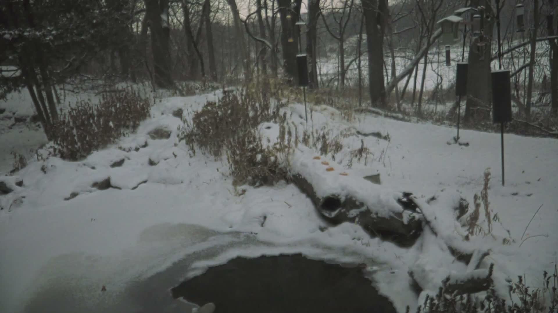 Bloomington, Richardson Nature Center Live Cam – Bloomington, Hennepin, Minnesota, USA