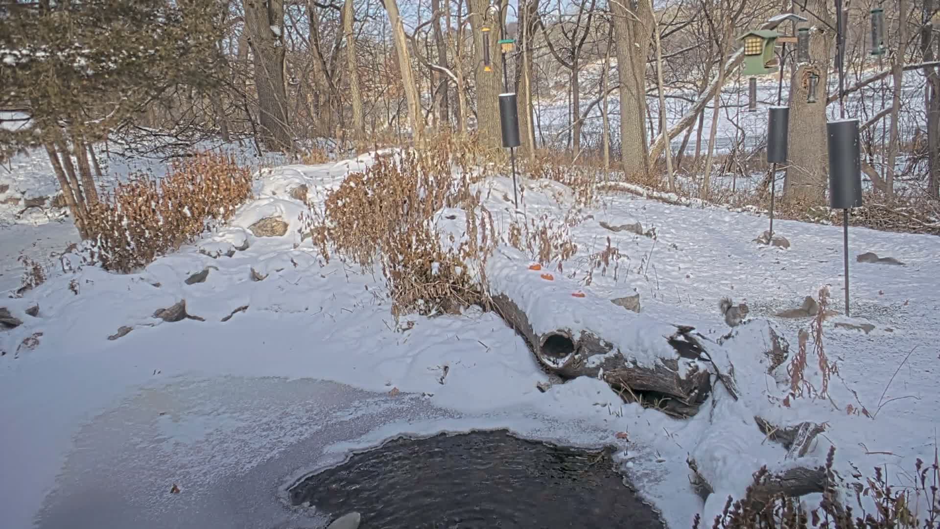 Bloomington, Richardson Nature Center Live Cam – Bloomington, Hennepin, Minnesota, USA