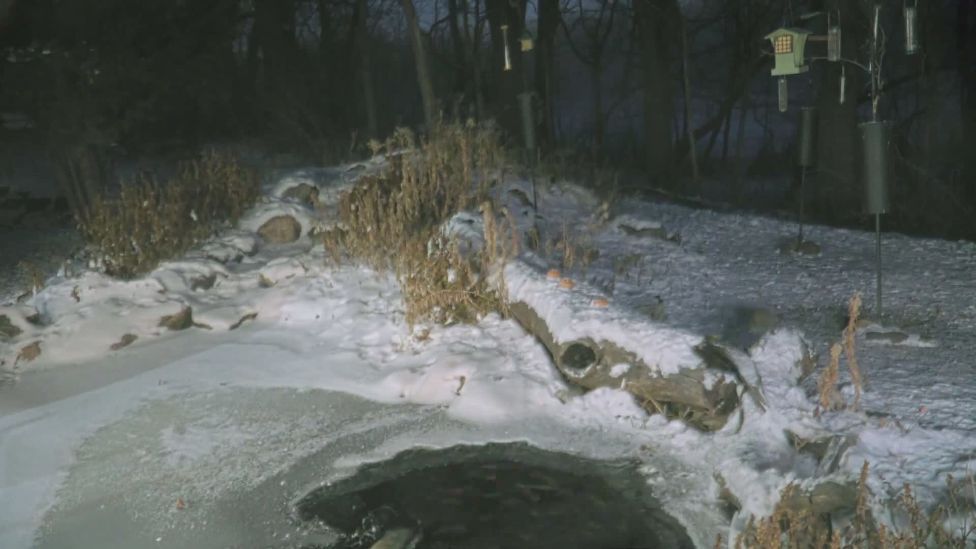 Bloomington, Richardson Nature Center Live Cam – Bloomington, Hennepin, Minnesota, USA