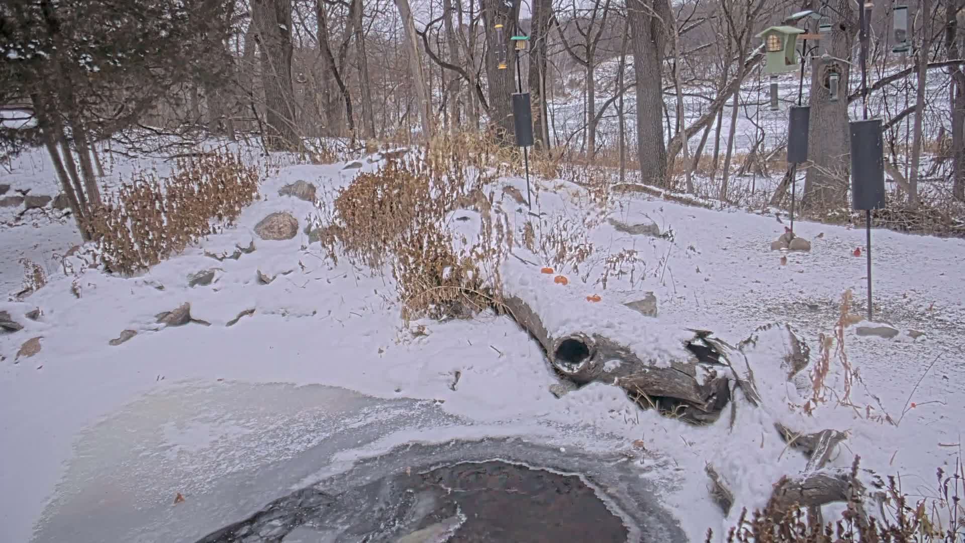 Bloomington, Richardson Nature Center Live Cam – Bloomington, Hennepin, Minnesota, USA