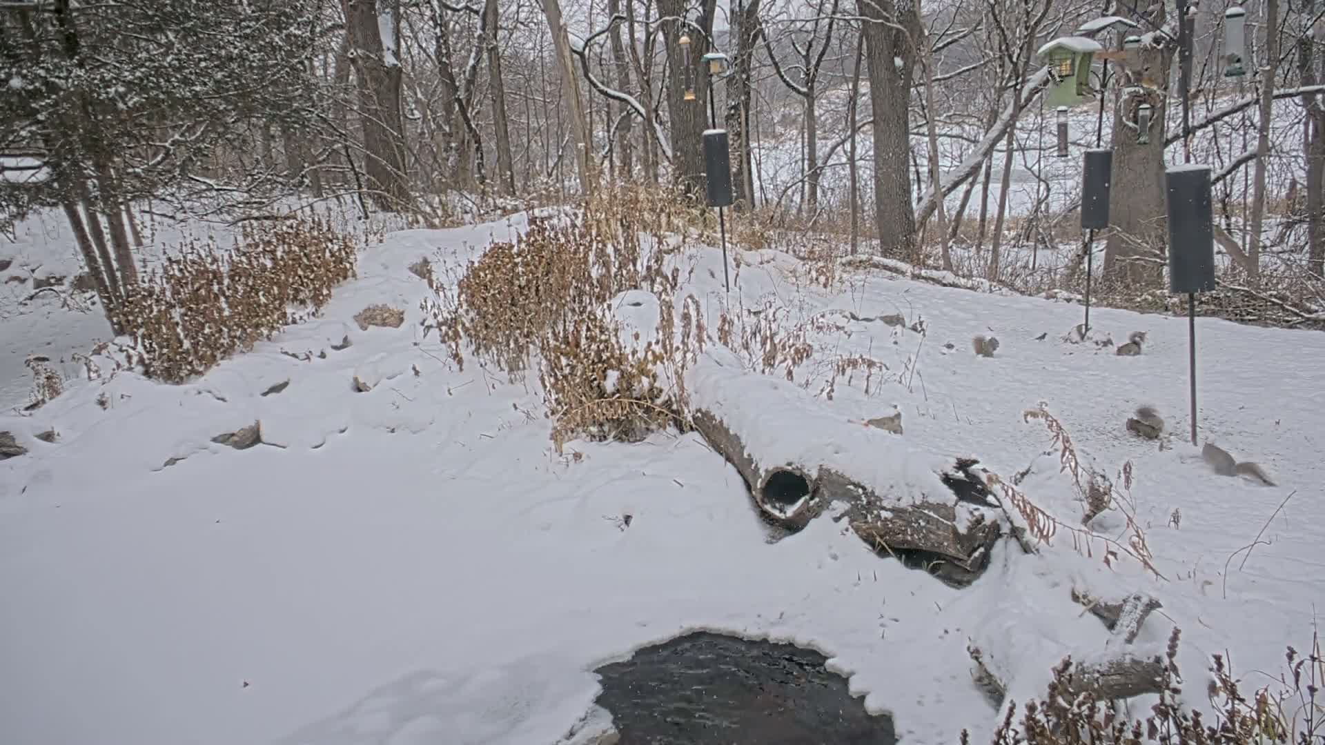 Bloomington, Richardson Nature Center Live Cam – Bloomington, Hennepin, Minnesota, USA