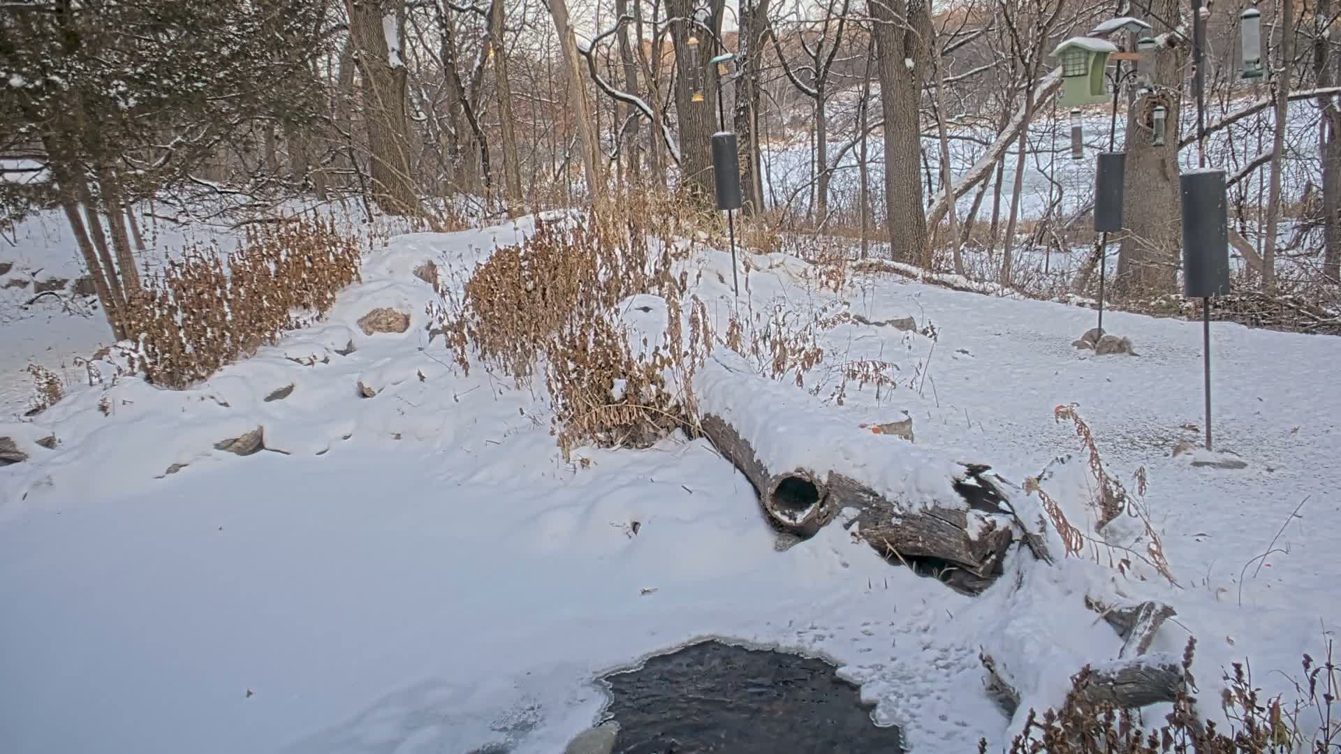 Bloomington, Richardson Nature Center Live Cam – Bloomington, Hennepin, Minnesota, USA