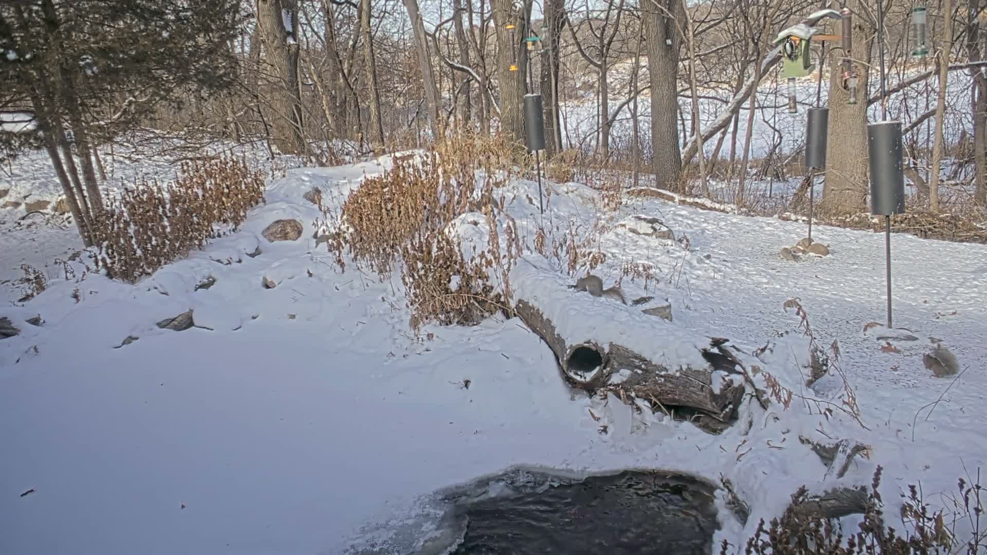 Bloomington, Richardson Nature Center Live Cam – Bloomington, Hennepin, Minnesota, USA