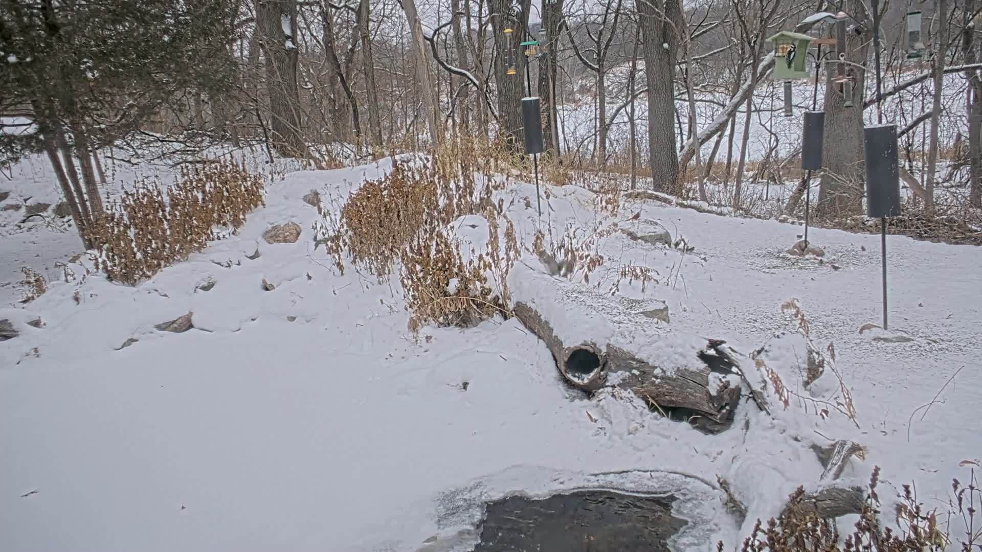 Bloomington, Richardson Nature Center Live Cam – Bloomington, Hennepin, Minnesota, USA