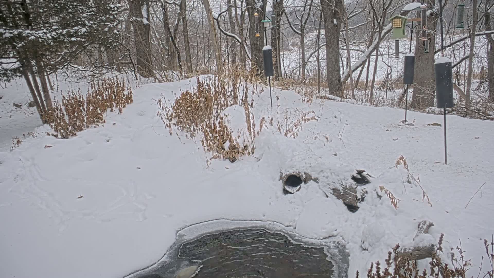 Bloomington, Richardson Nature Center Live Cam – Bloomington, Hennepin, Minnesota, USA