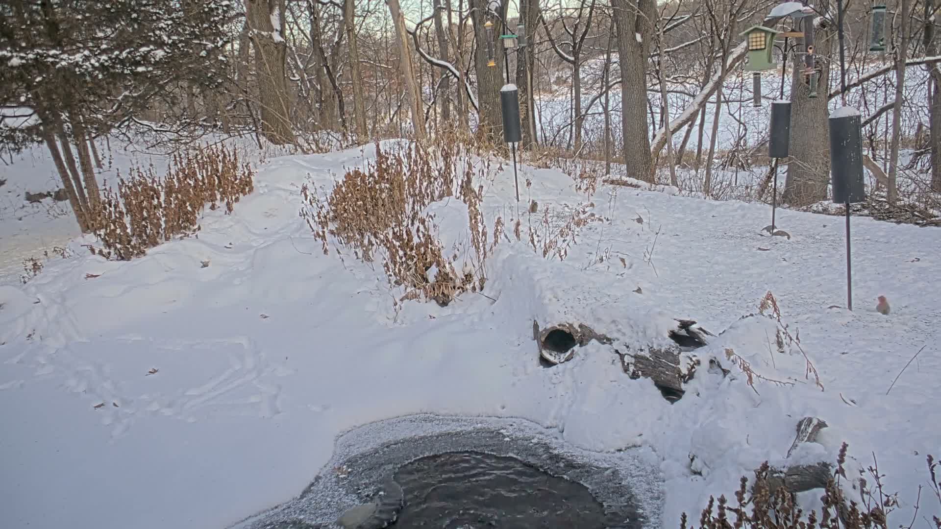 Bloomington, Richardson Nature Center Live Cam – Bloomington, Hennepin, Minnesota, USA