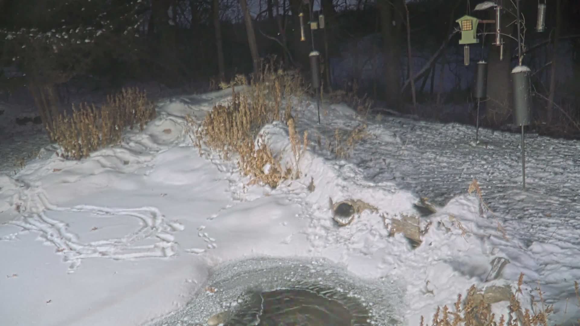 A calm, clear black and white nighttime view shows a stream and rocky bank in the foreground, leading into a wooded area with dense foliage, a large fallen log, and several bird feeders hanging from branches or poles.