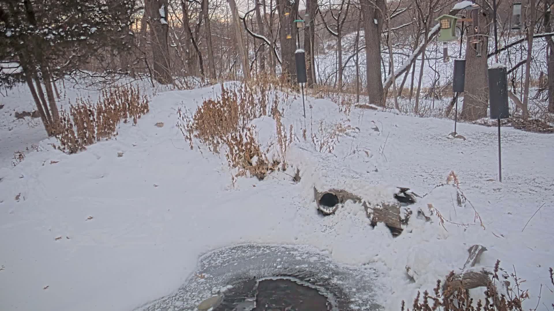 A calm, clear black and white nighttime view shows a stream and rocky bank in the foreground, leading into a wooded area with dense foliage, a large fallen log, and several bird feeders hanging from branches or poles.