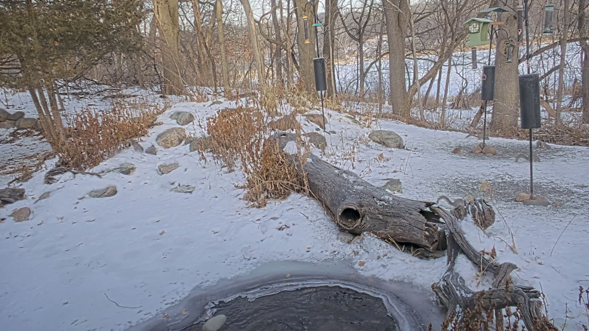 Bloomington, Richardson Nature Center Live Cam – Bloomington, Hennepin, Minnesota, USA