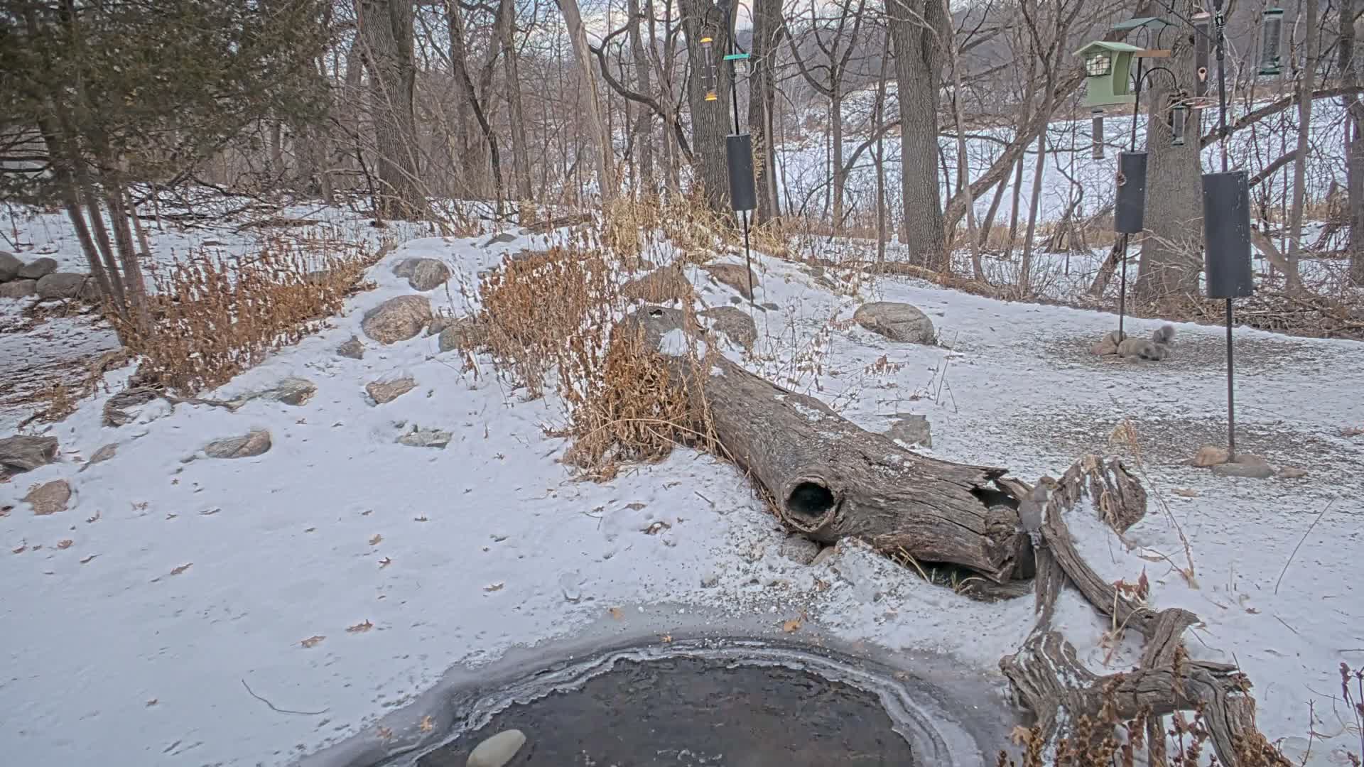 Bloomington, Richardson Nature Center Live Cam – Bloomington, Hennepin, Minnesota, USA