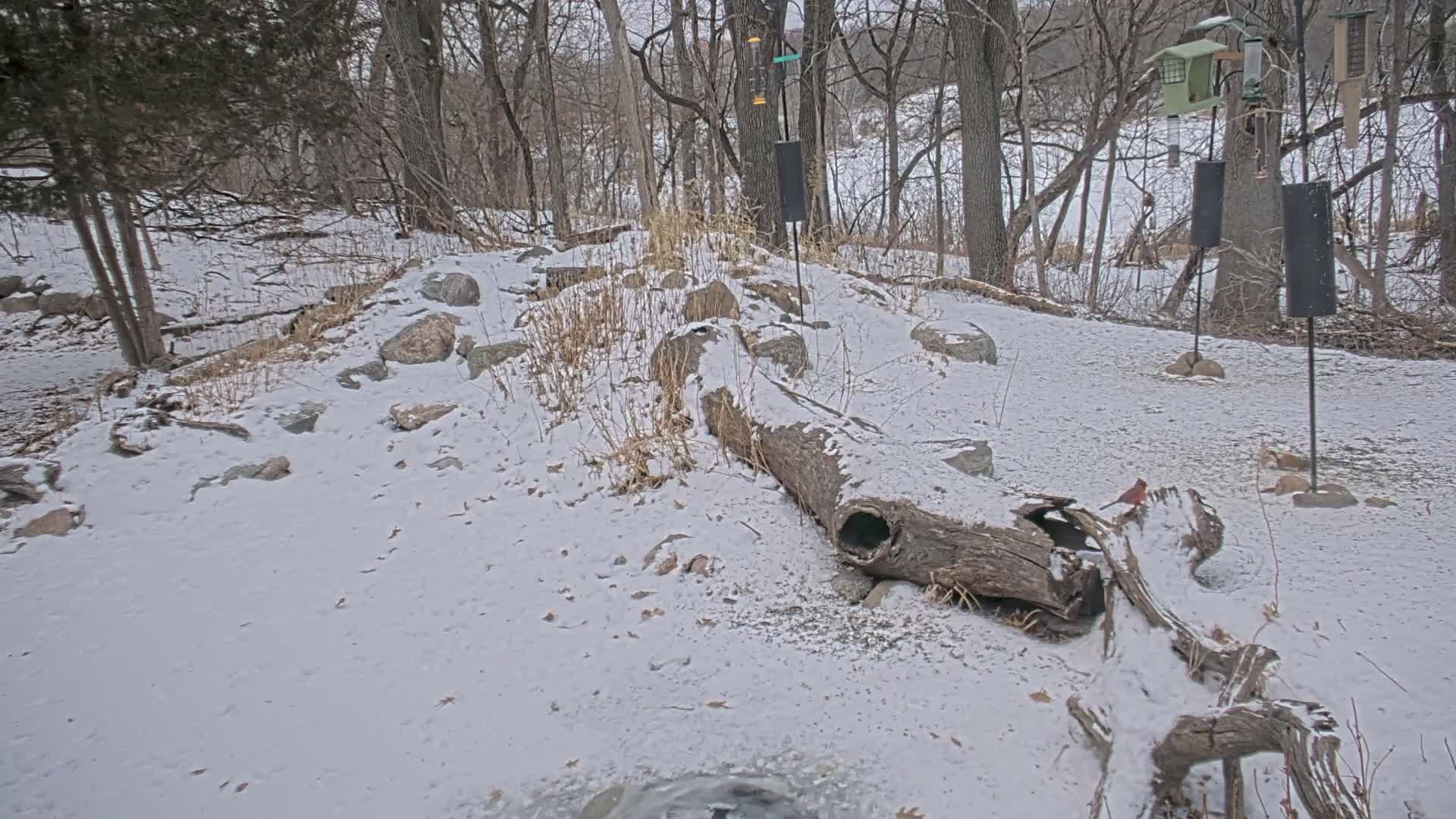 Bloomington, Richardson Nature Center Live Cam – Bloomington, Hennepin, Minnesota, USA
