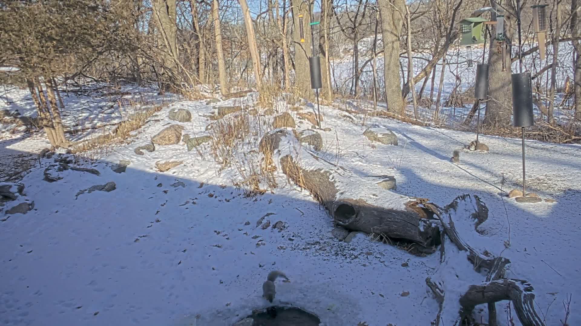 Bloomington, Richardson Nature Center Live Cam – Bloomington, Hennepin, Minnesota, USA