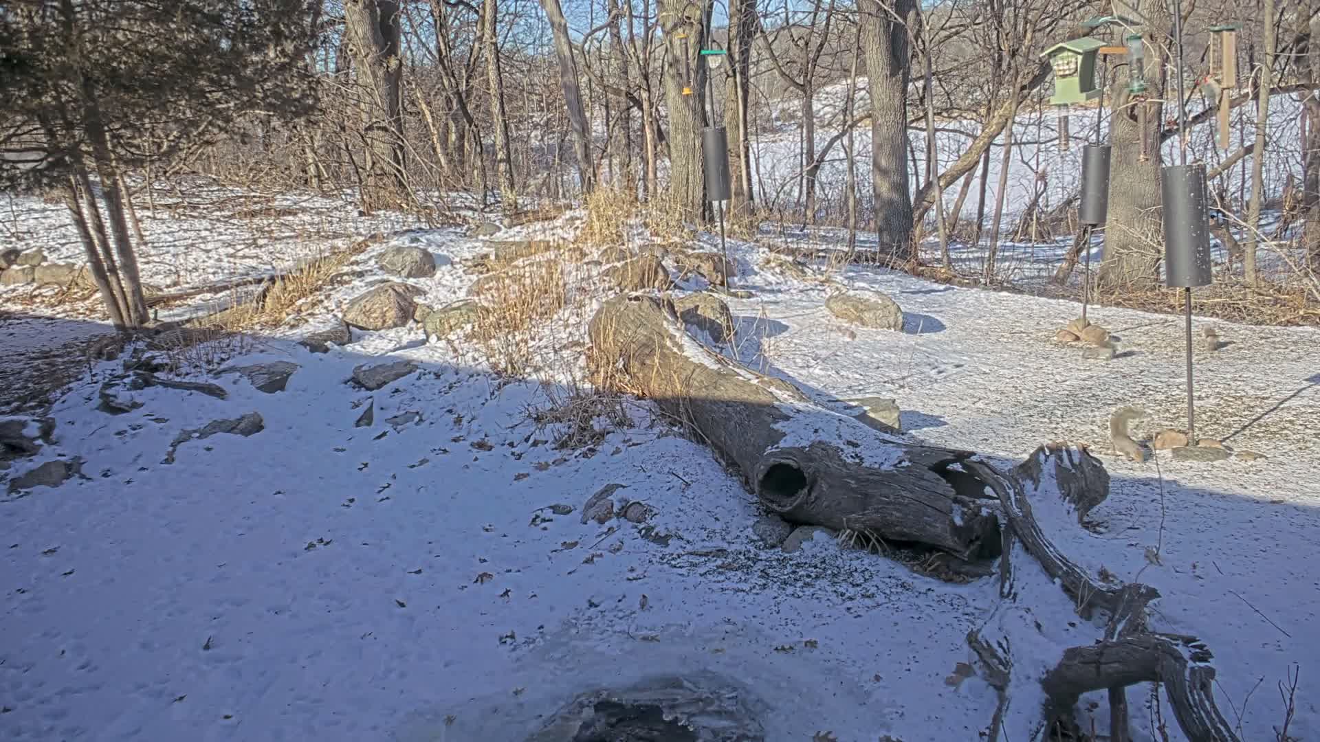 Bloomington, Richardson Nature Center Live Cam – Bloomington, Hennepin, Minnesota, USA
